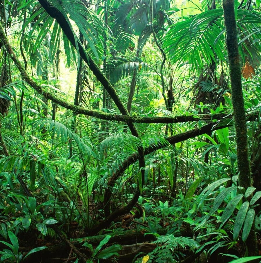 Cascada Verde Trail
