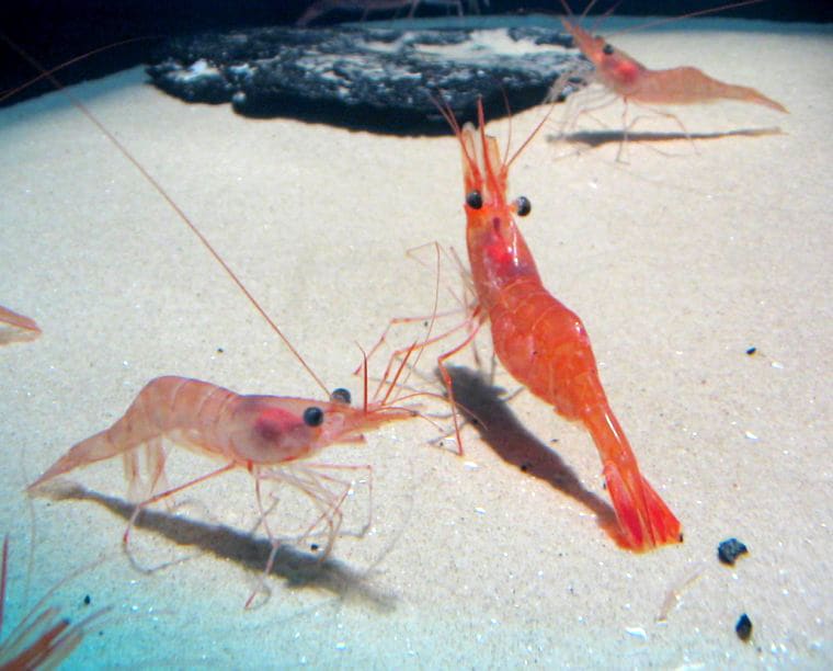 A classic Swedish räksmörgås (shrimp sandwich) served with hand-peeled cold-water shrimp, egg, and lemon.