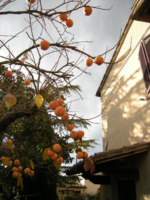 Agriturismo Il Colle